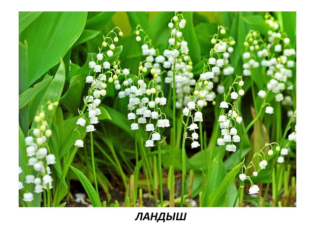 slaid 2020 10 07 3