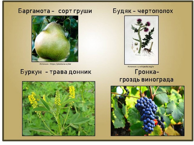 kolorit 2022 4